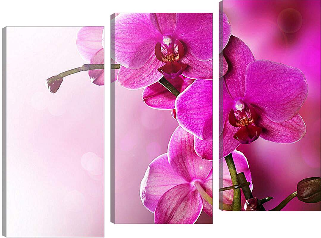 Модульная картина - Розовая орхидея