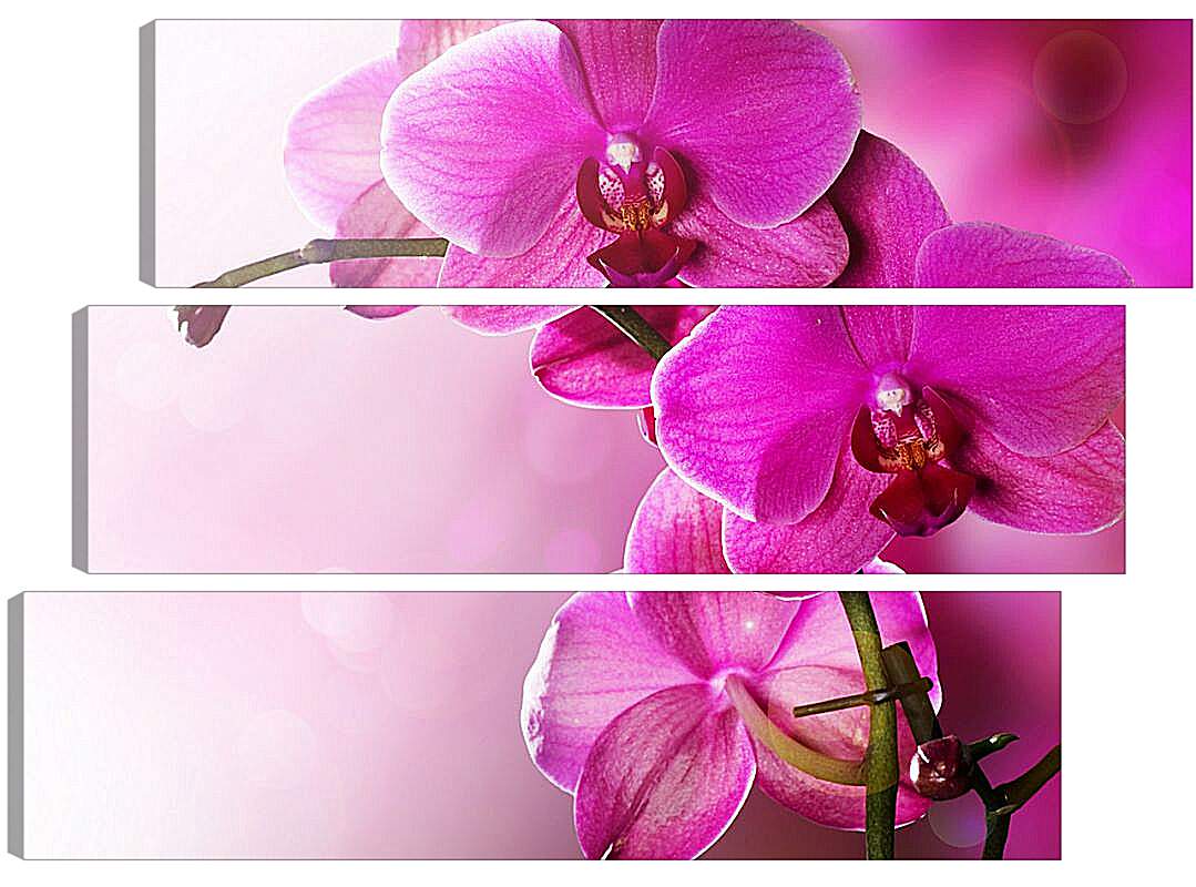 Модульная картина - Розовая орхидея