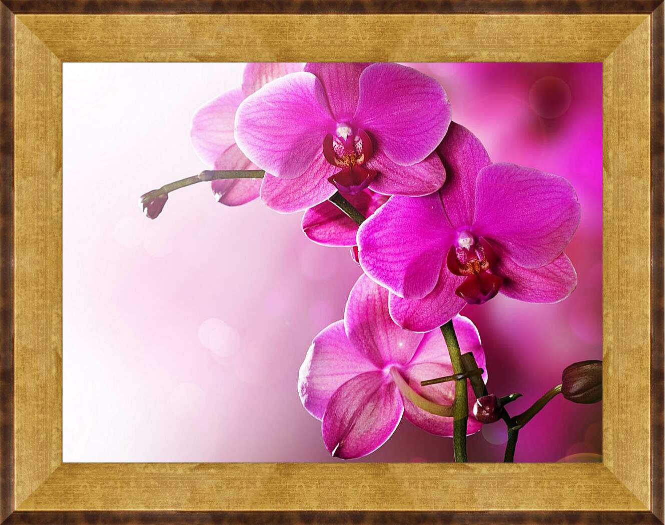 Картина в раме - Розовая орхидея