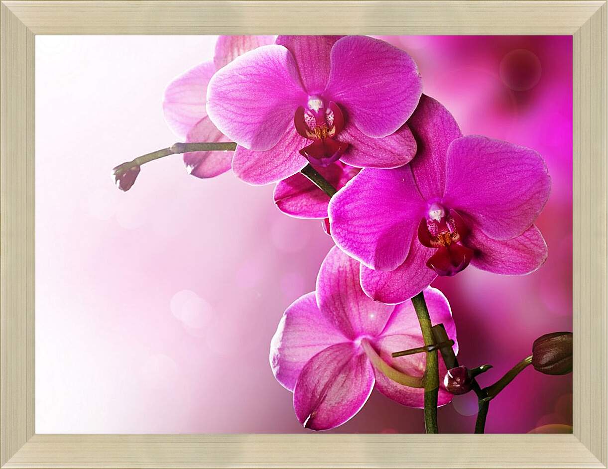 Картина в раме - Розовая орхидея