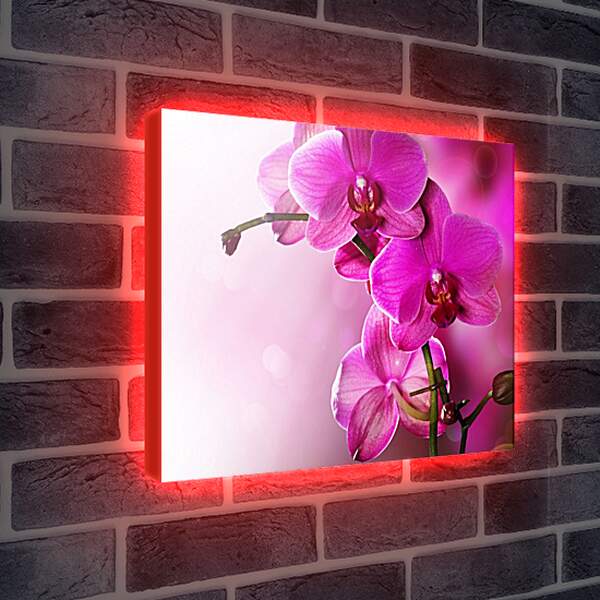 Лайтбокс световая панель - Розовая орхидея