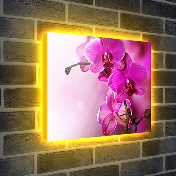 Лайтбокс световая панель - Розовая орхидея