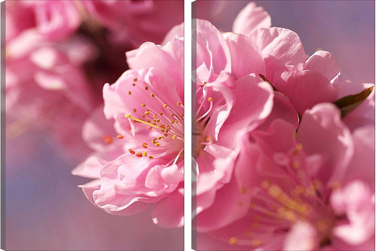 Модульная картина - Цветок сакуры