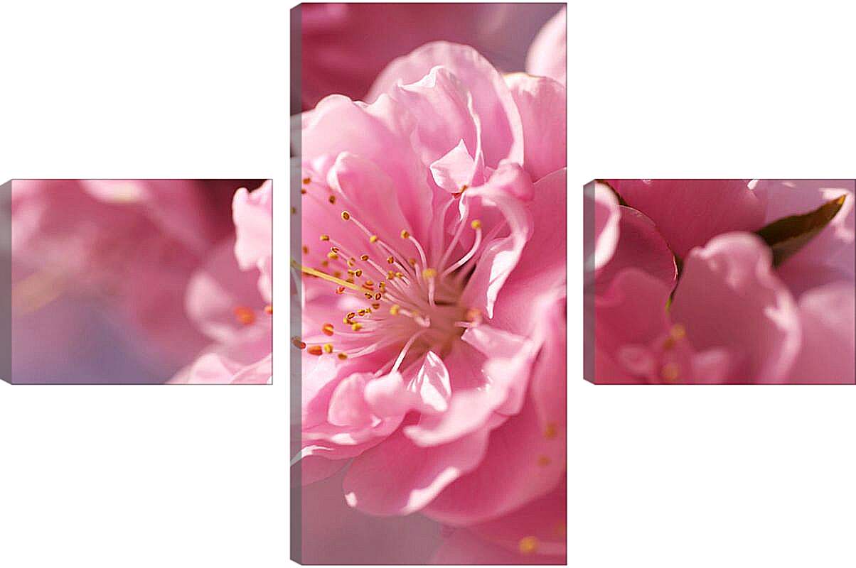 Модульная картина - Цветок сакуры