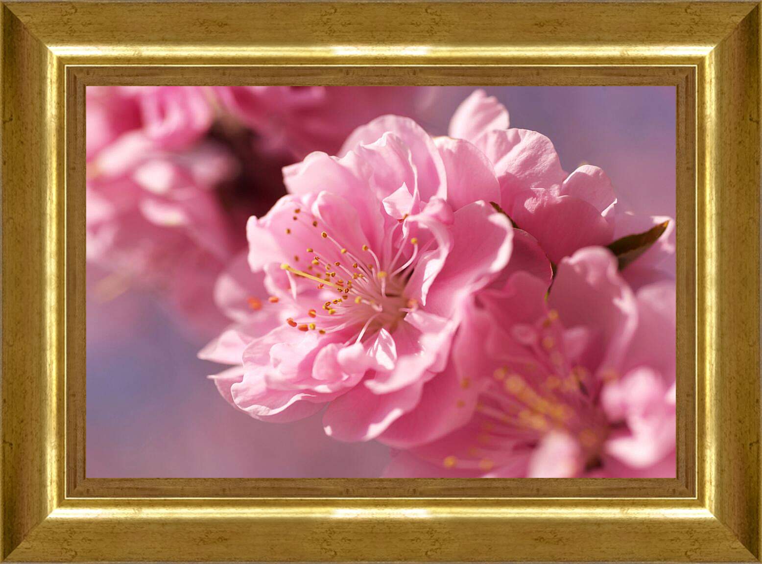 Картина в раме - Цветок сакуры