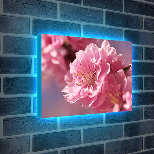 Лайтбокс световая панель - Цветок сакуры