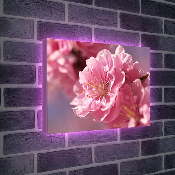 Лайтбокс световая панель - Цветок сакуры