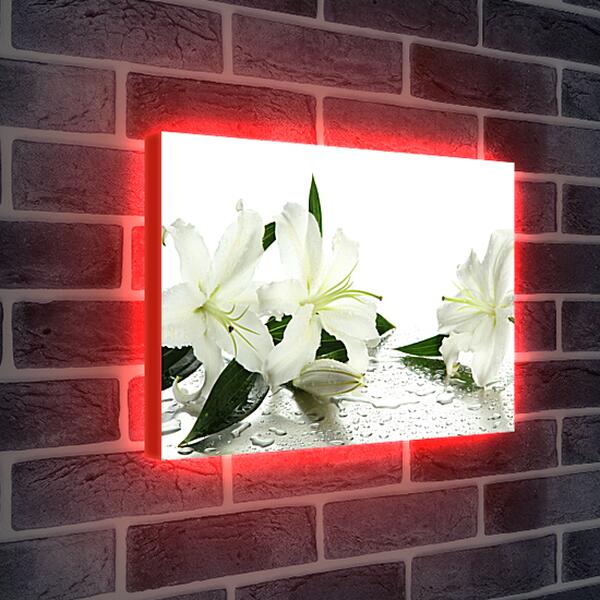 Лайтбокс световая панель - Белые лилии