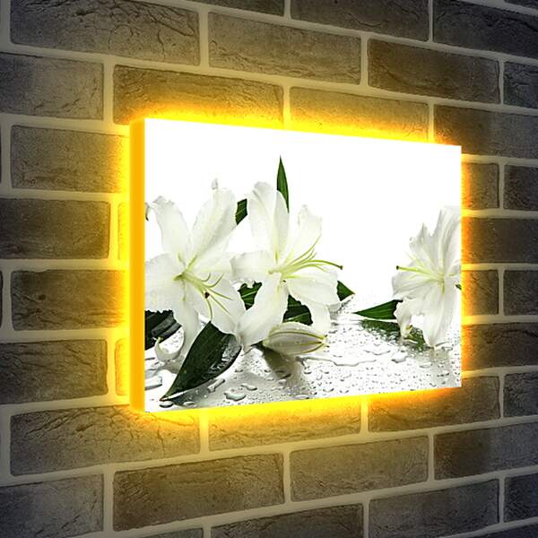 Лайтбокс световая панель - Белые лилии