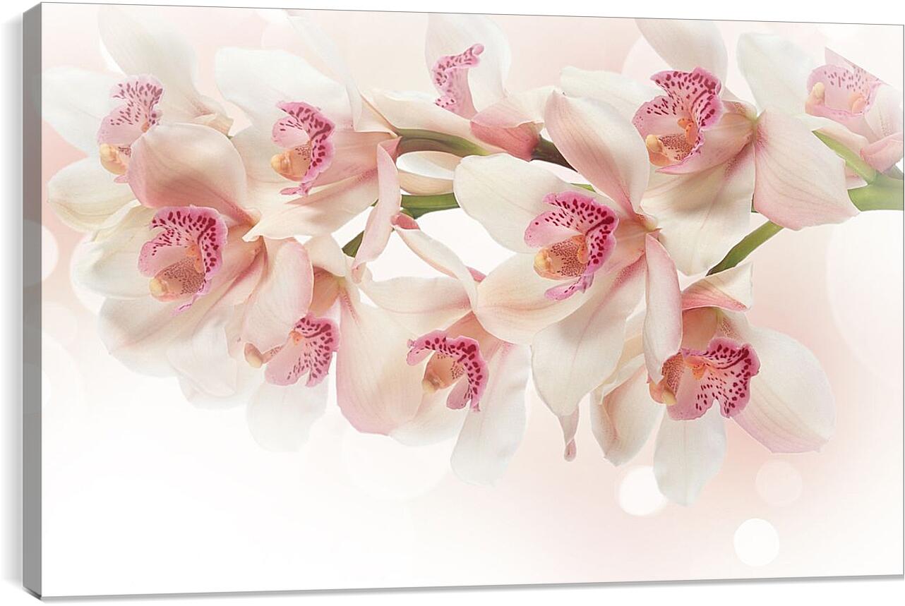 Фоновый рисунок орхидеи