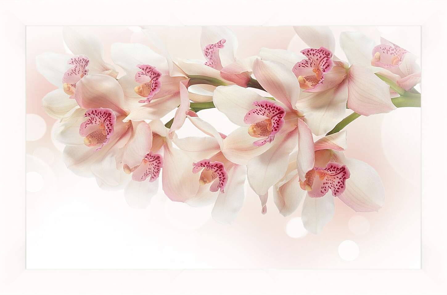 Картина в раме - Белые орхидеи