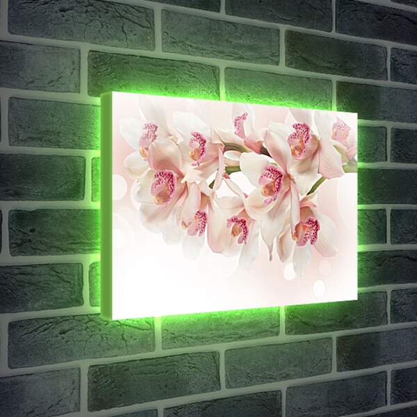 Лайтбокс световая панель - Белые орхидеи