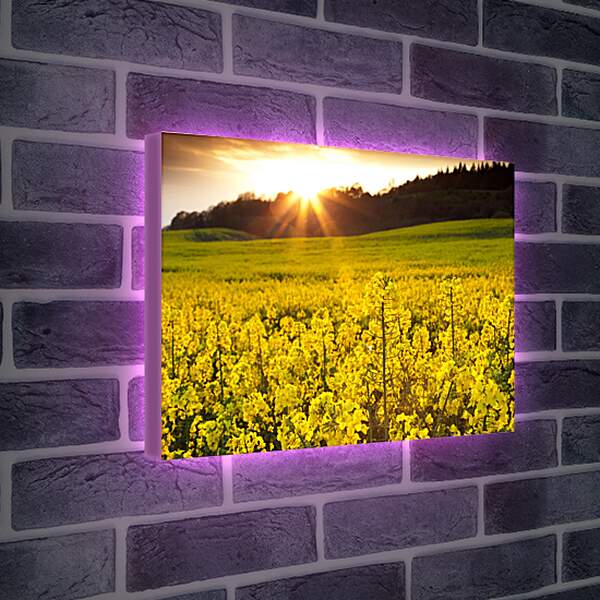 Лайтбокс световая панель - Красивые желтые цветки