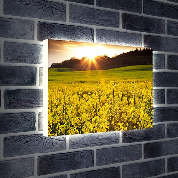 Лайтбокс световая панель - Красивые желтые цветки