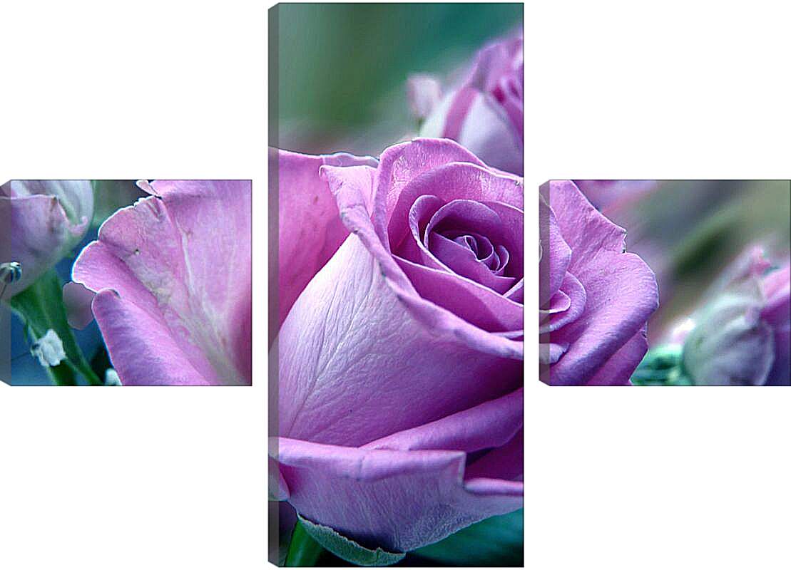 Модульная картина - Сиреневая роза
