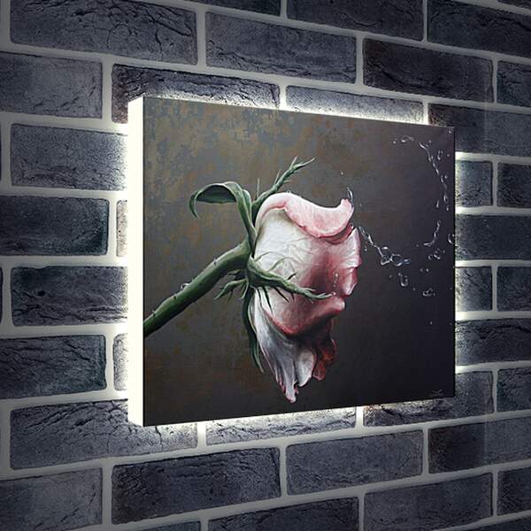 Лайтбокс световая панель - Роза и капли воды
