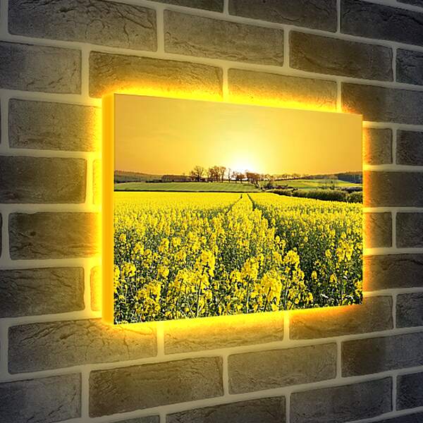 Лайтбокс световая панель - Поле желтых цветов