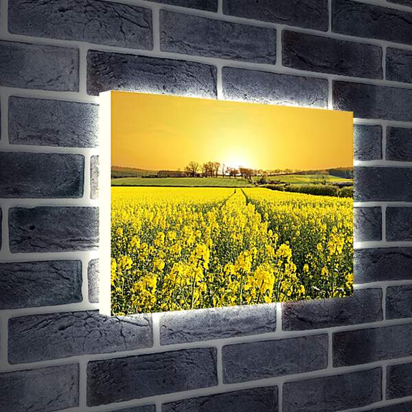 Лайтбокс световая панель - Поле желтых цветов