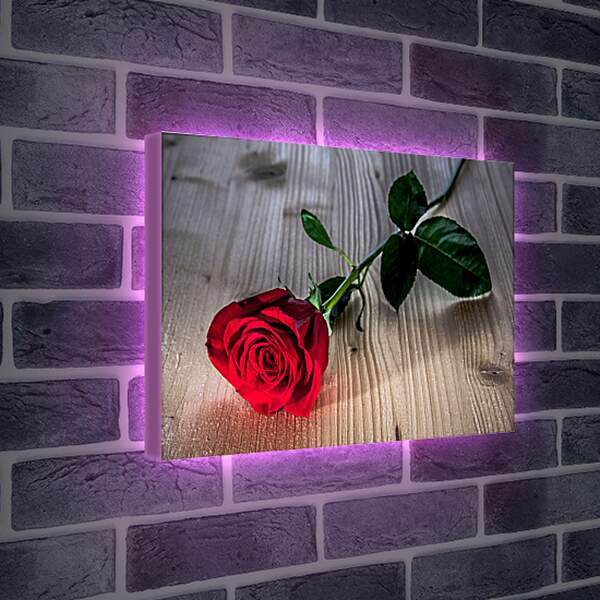 Лайтбокс световая панель - Одна роза