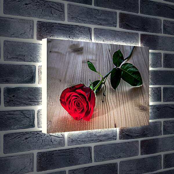 Лайтбокс световая панель - Одна роза