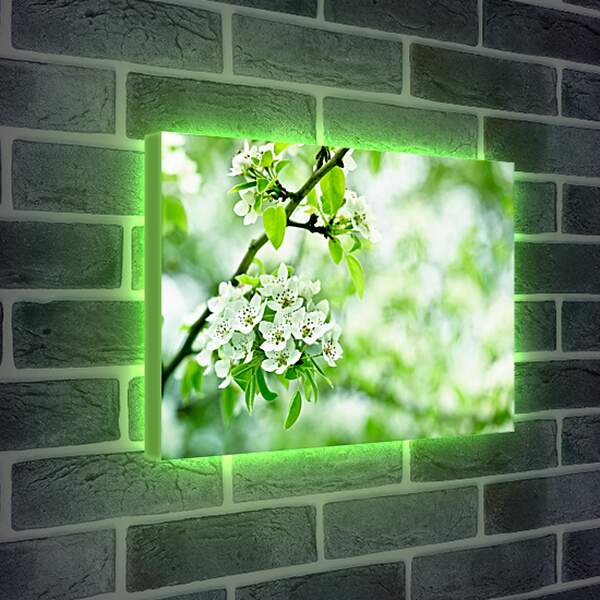 Лайтбокс световая панель - Ветка вишни