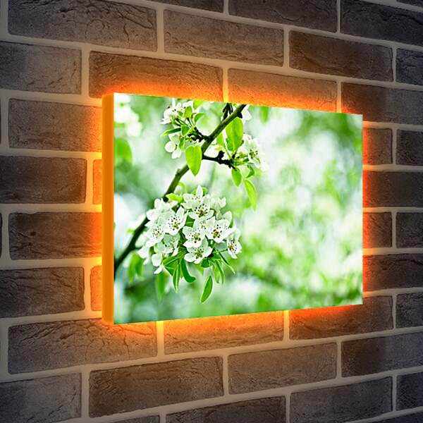 Лайтбокс световая панель - Ветка вишни