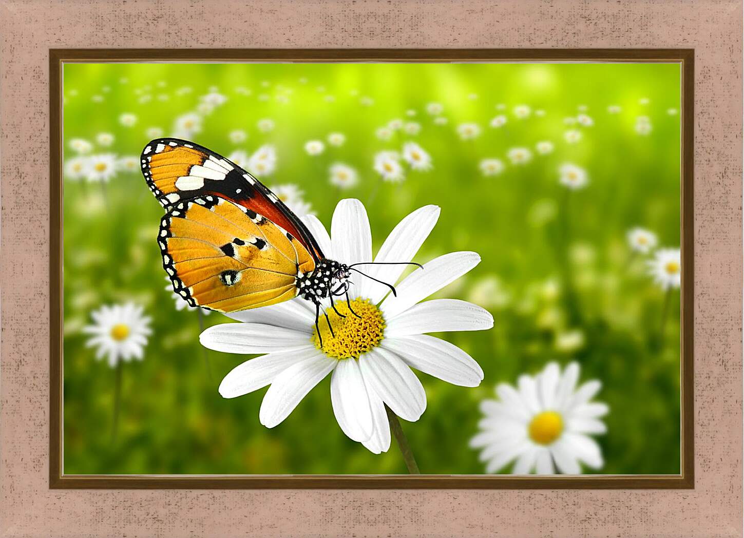 Картина в раме - Бабочка на ромашке