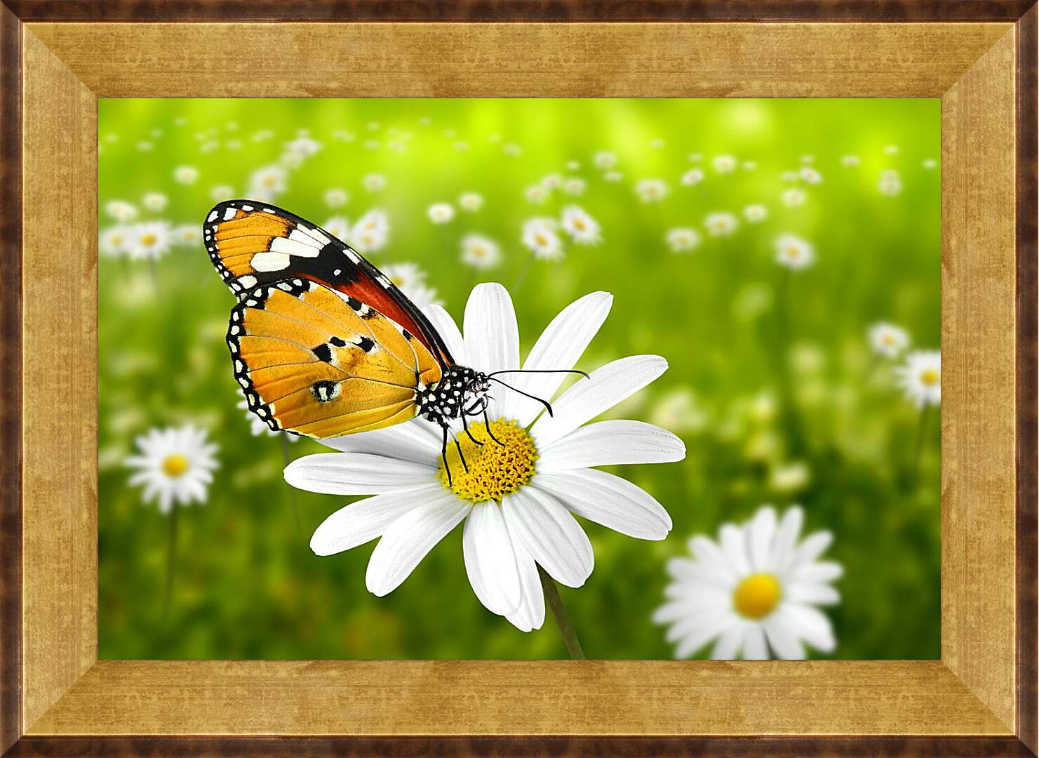 Картина в раме - Бабочка на ромашке