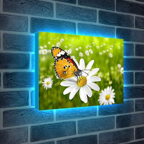 Лайтбокс световая панель - Бабочка на ромашке