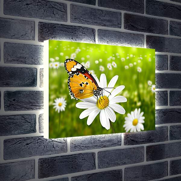 Лайтбокс световая панель - Бабочка на ромашке