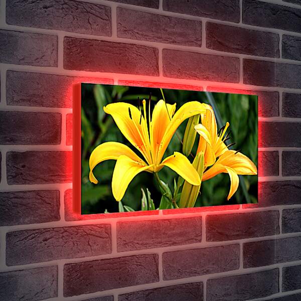 Лайтбокс световая панель - Желтые лилии