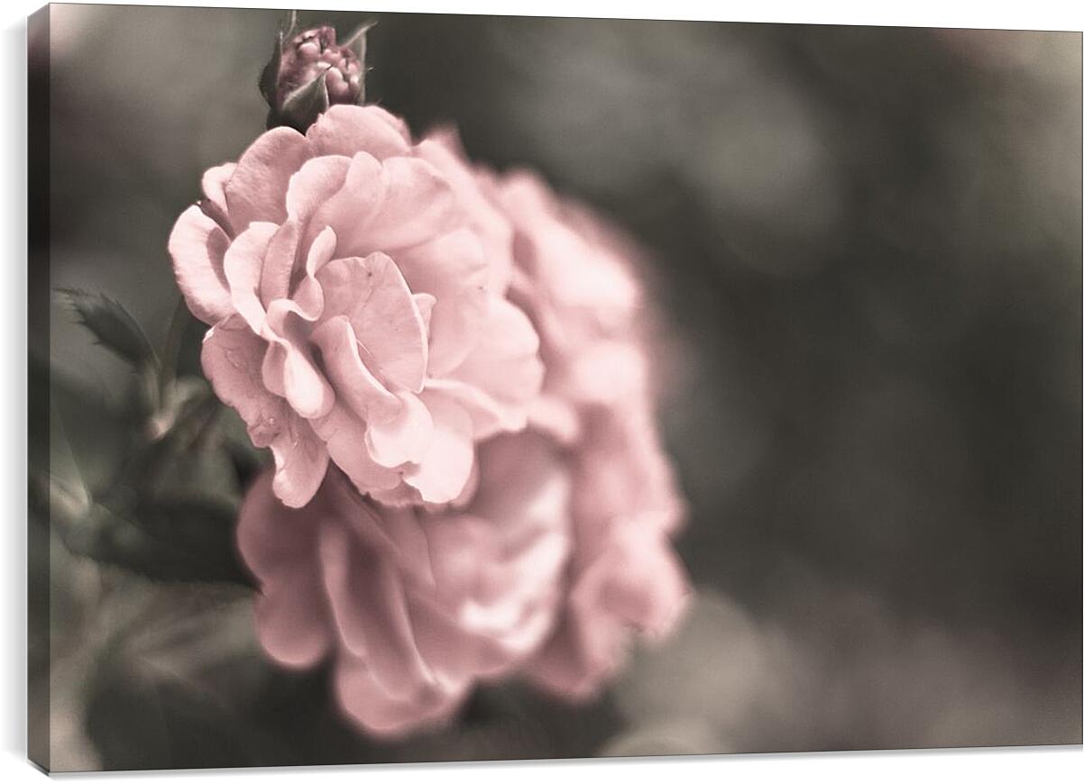 Постер и плакат - Нежно-розовая роза