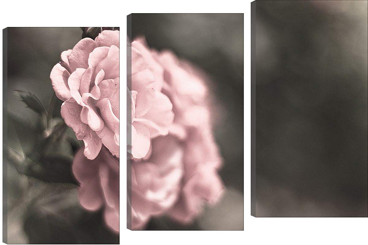 Модульная картина - Нежно-розовая роза