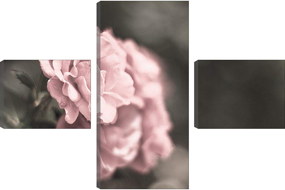 Модульная картина - Нежно-розовая роза