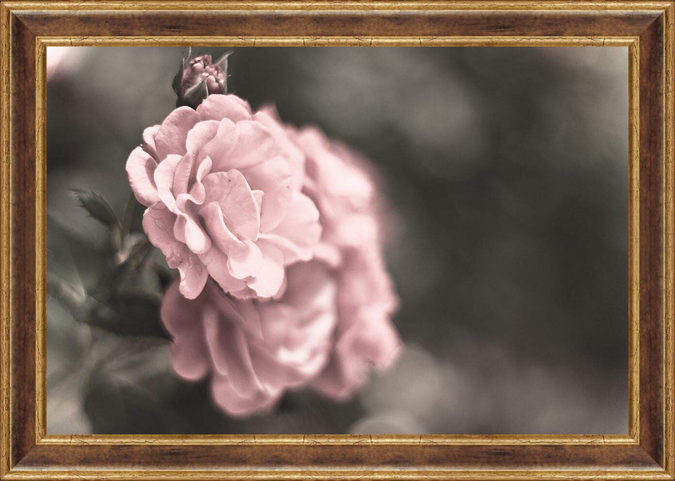 Картина в раме - Нежно-розовая роза