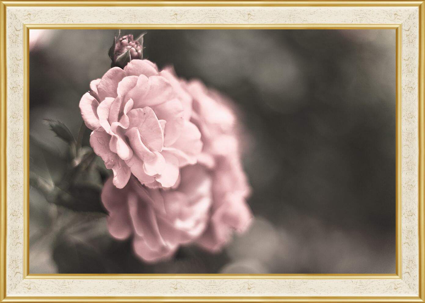 Картина в раме - Нежно-розовая роза