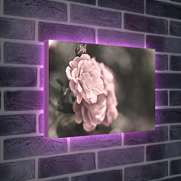 Лайтбокс световая панель - Нежно-розовая роза