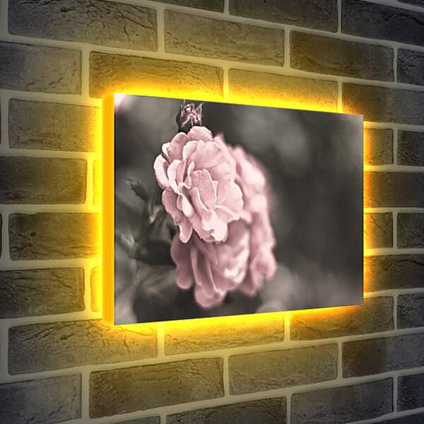 Лайтбокс световая панель - Нежно-розовая роза