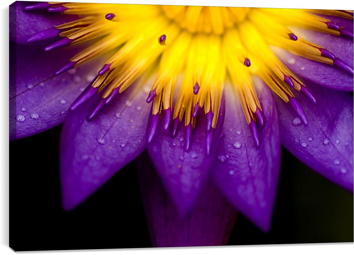Постер и плакат - Водяная лилия Жёлто-фиолетовый цветок