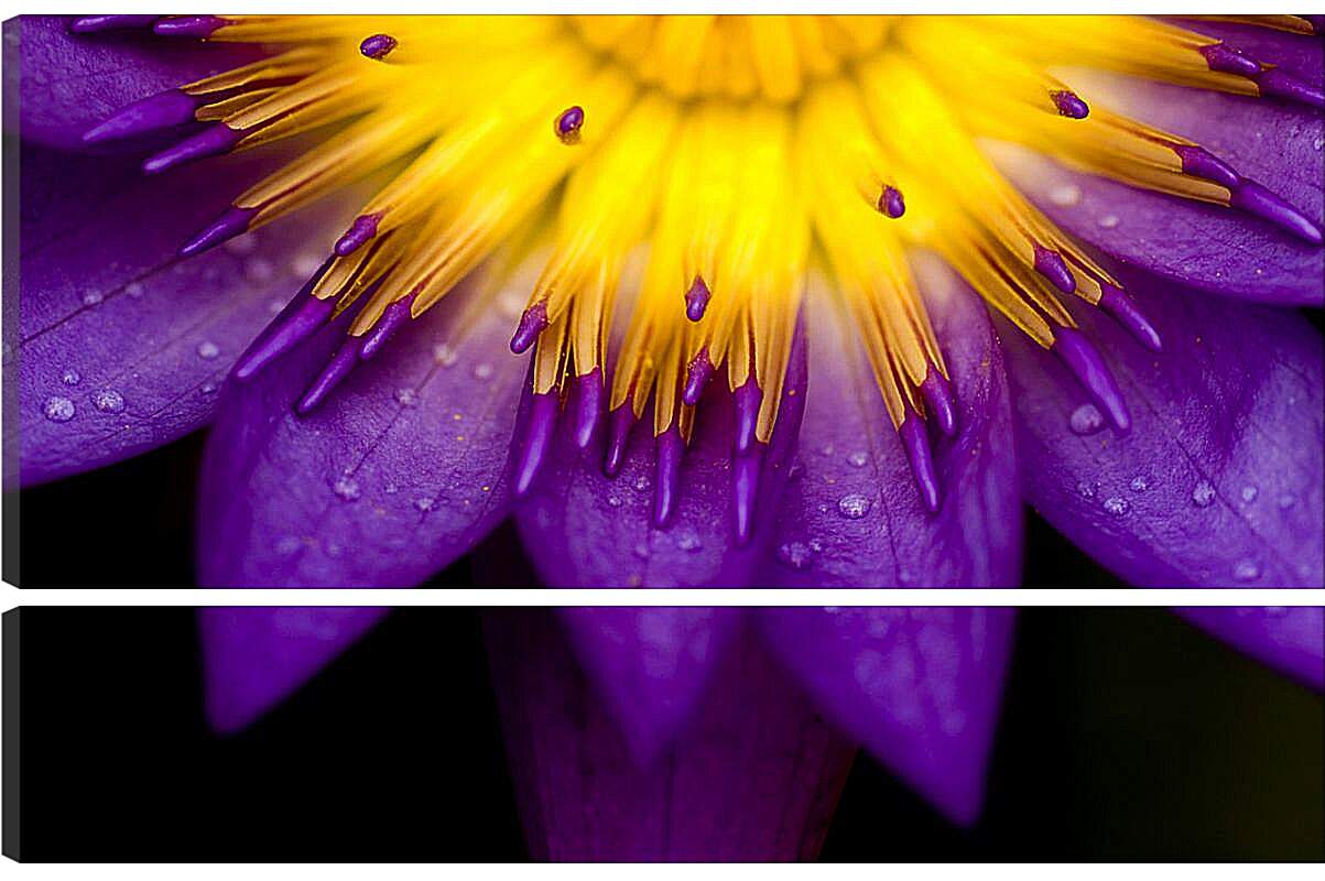 Модульная картина - Водяная лилия Жёлто-фиолетовый цветок