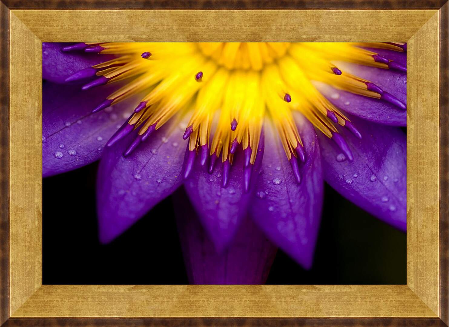 Картина в раме - Водяная лилия Жёлто-фиолетовый цветок