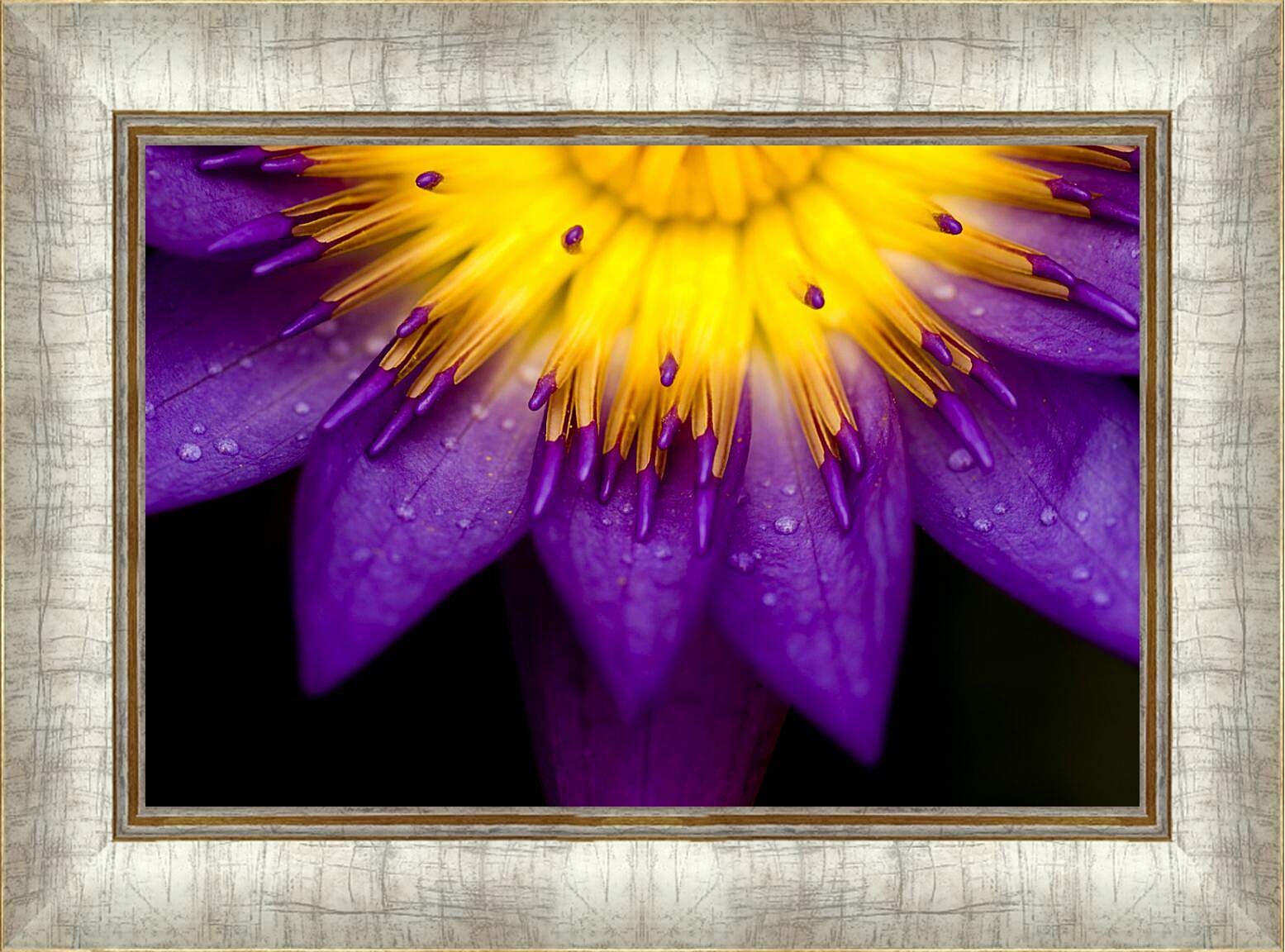 Картина в раме - Водяная лилия Жёлто-фиолетовый цветок