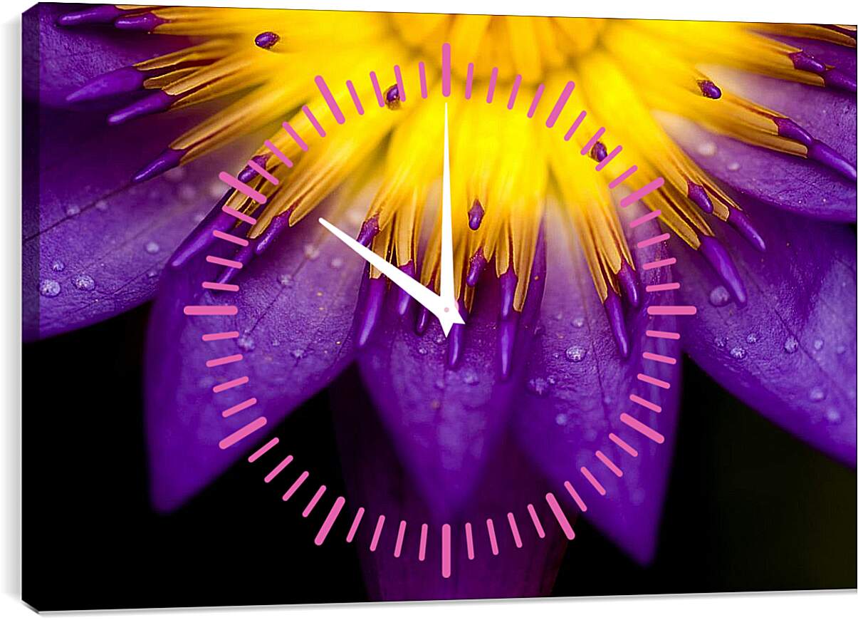 Часы картина - Водяная лилия Жёлто-фиолетовый цветок