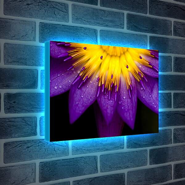 Лайтбокс световая панель - Водяная лилия Жёлто-фиолетовый цветок