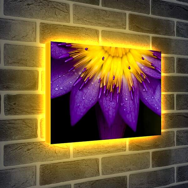 Лайтбокс световая панель - Водяная лилия Жёлто-фиолетовый цветок