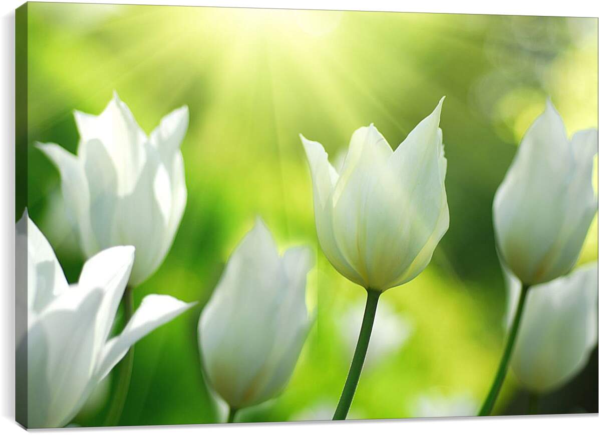 Постер и плакат - Белые тюльпаны