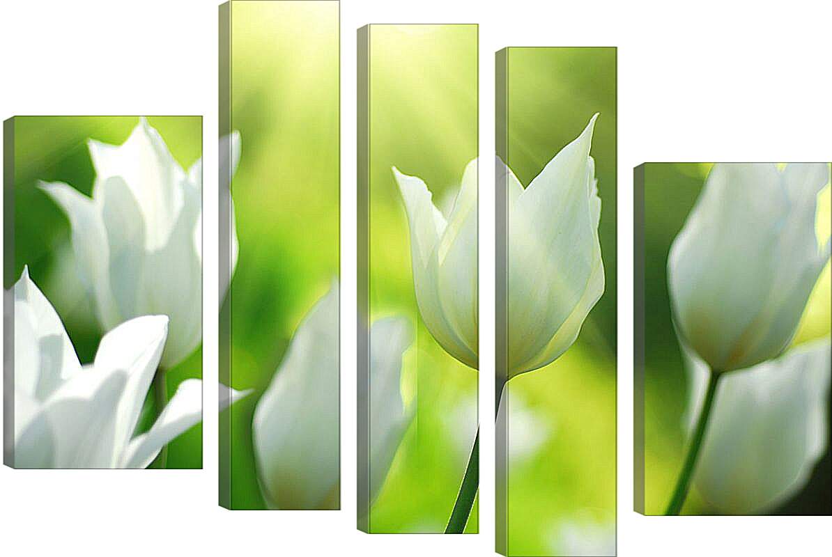 Модульная картина - Белые тюльпаны
