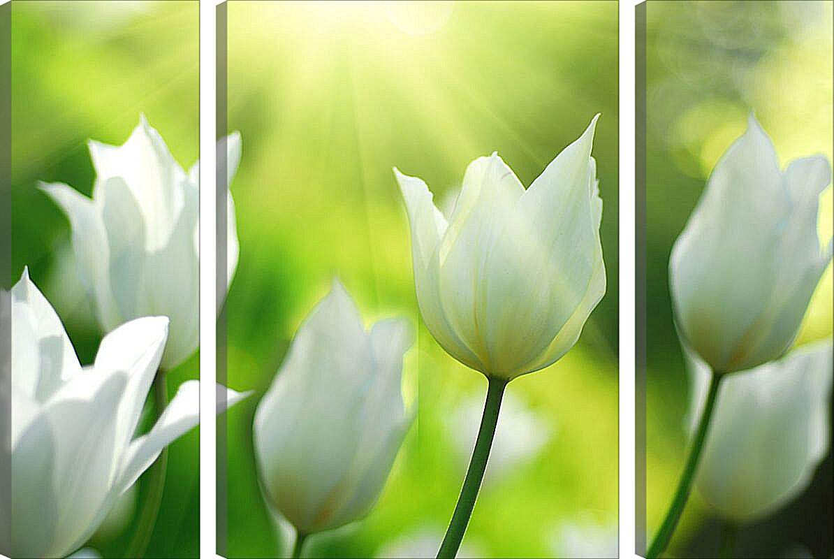 Модульная картина - Белые тюльпаны