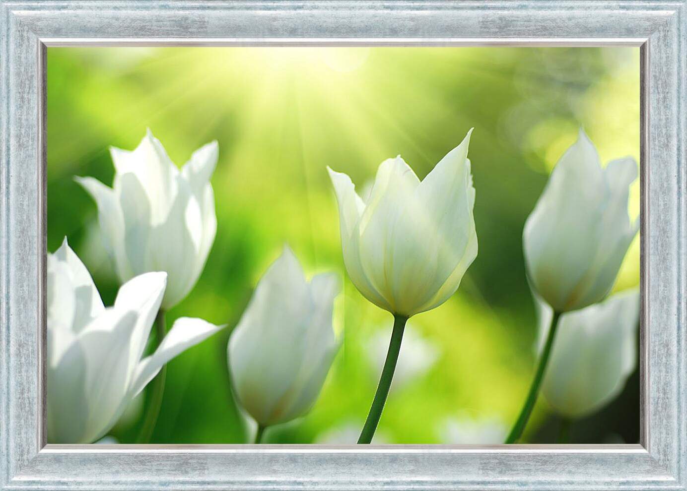 Картина в раме - Белые тюльпаны