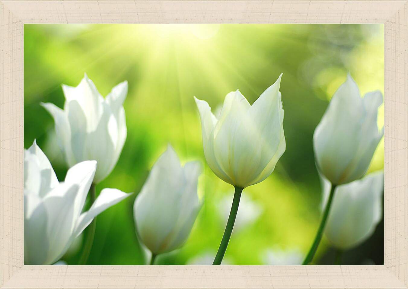 Картина в раме - Белые тюльпаны